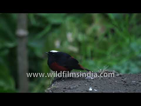 White-capped Redstart perched on rocks in Himalayan forest habitat thumbnail