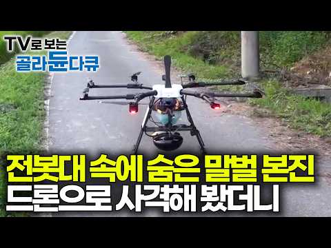 꿀 농사 망치고 전봇대에 숨은 말벌집을 찾았다. 드론 띄워 탄환과 살충제로 사격해 봤더니｜국내 말벌 연구팀의 기술력｜극한직업｜#골라듄다큐 thumbnail