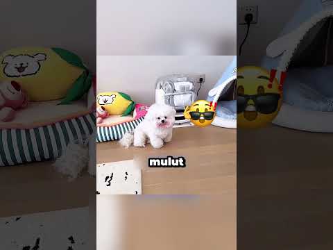 The Sneaky Dog Caught on Camera thumbnail