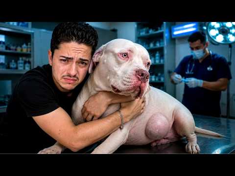 O Zeus tem 11 anos, sobreviveu ao câncer uma vez, o pior pode estar voltando thumbnail
