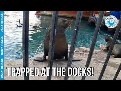 Have We Rescued This Same Giant Seal Several Times Already? thumbnail