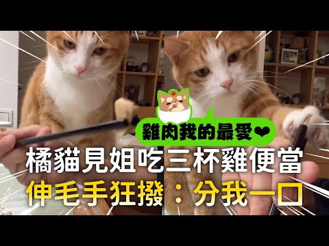 橘貓見姐吃三杯雞便當　伸毛手狂撥：分我一口｜#寵物雲 thumbnail