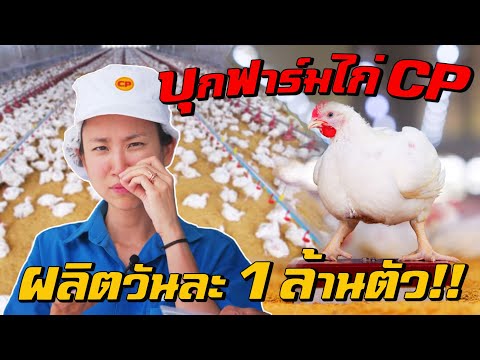 บุกฟาร์มไก่มาตรฐานอวกาศ ผลิตวันละ 1,000,000 ตัว! thumbnail
