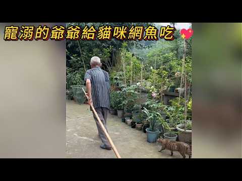 寵溺的爺爺給小貓網魚吃💖#貓 #治愈 #農村小貓 #cat thumbnail
