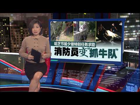 牛也不想被宰？   哈芝节前夕上演“牛大逃命”! | 新闻报报看 27/05/2026 thumbnail