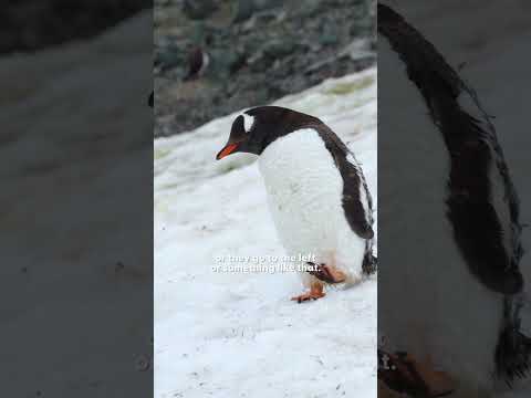 This Baby Penguin Keeps Tripping While Chasing Mom | The Dodo thumbnail