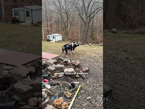 Rescuer Finds A Box Of Puppies — Then Goes Back For Mama | The Dodo thumbnail