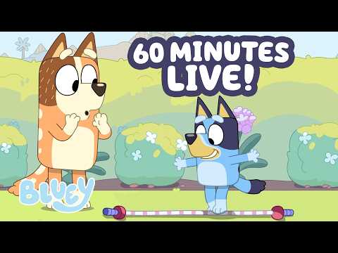 🔴LIVE: Bluey's Obstacle Course Adventure! 😵‍💫 😂 | 1 HOUR 💙 | Bluey thumbnail