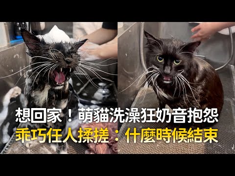 想回家！萌貓洗澡狂奶音抱怨　乖巧任人揉搓：什麼時候結束｜#寵物雲 thumbnail