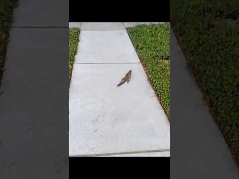 She nursed a hurt squirrel back to health, and the sweetest surprise followed. thumbnail