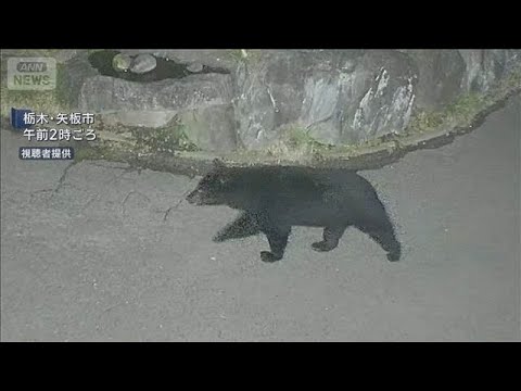 クマが住宅敷地内に出没　体長1.5メートル　防犯カメラに(2026年6月5日) thumbnail