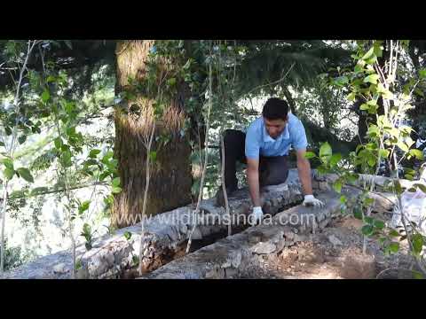 Fruit tree plantation at WildFilmsIndia's botanical arboretum in Jabbarkhet thumbnail