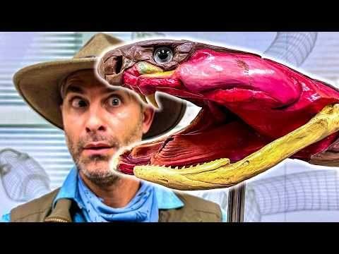 King Cobra - World's Deadliest Venom Milking! thumbnail
