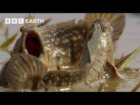 The Amazing Wildlife of India: The Ganges & Beyond | BBC Earth thumbnail