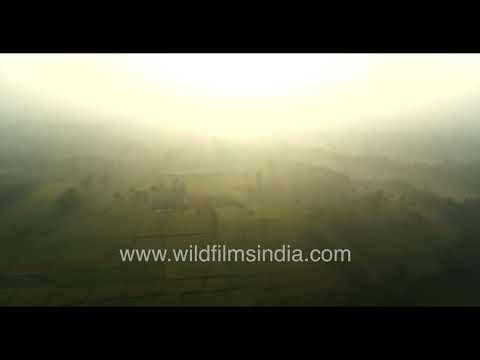 A misty morning landscape of paddy fields during the harvest season in rural India thumbnail