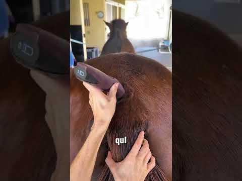 Toilettage de Balou #toilettage #cheval thumbnail