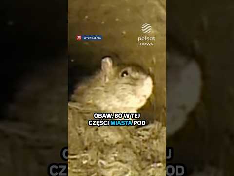 Szczury przejęły Szczecin. Mieszkańcy są przerażeni thumbnail