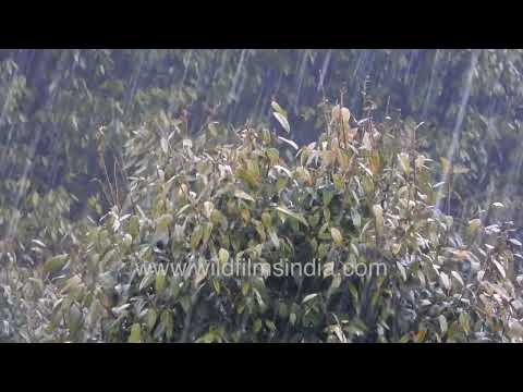 Rainfall in the forests of Jabbarkhet Mussoorie thumbnail
