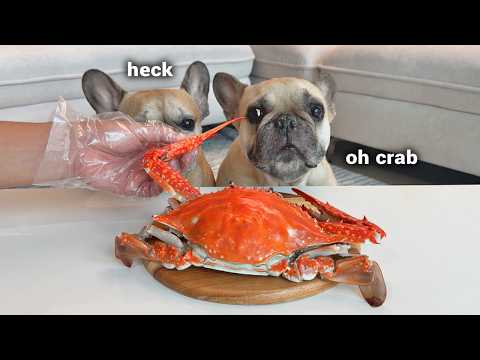 Can Dogs Eat Crab? **Hysterical Crab Taste Test thumbnail