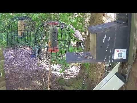 More Live Nature Live Stream thumbnail