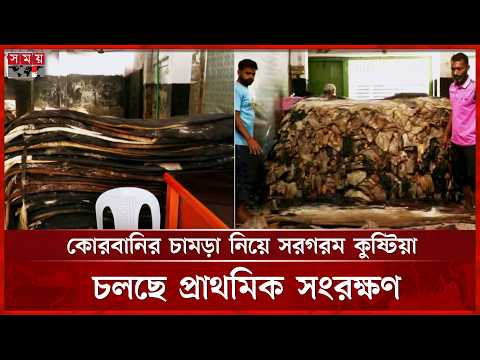 লবণ দিয়ে সংরক্ষণ শেষে কুষ্টিয়ায় কোরবানির চামড়া প্রক্রিয়াজাতকরণ শুরু | Kushtia News | Somoy TV thumbnail