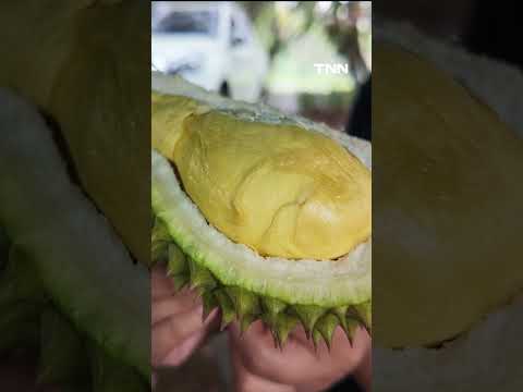 "ไฮฮิลส์ฟาร์ม"บ้านรักไทย เปิดฤดูกินทุเรียนหลงลับแลบุฟเฟต์ 499บาท2ชั่วโมงIเรื่องดีดีทั่วไทย 20-05-26 thumbnail