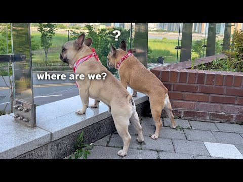 My Dog's 5 Favorite Places In Our New Home | Funny Reaction And House Tour thumbnail