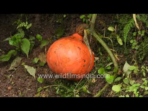 Red Kuri squash growing in Jabbarkhet Mussoorie Uttarakhand thumbnail