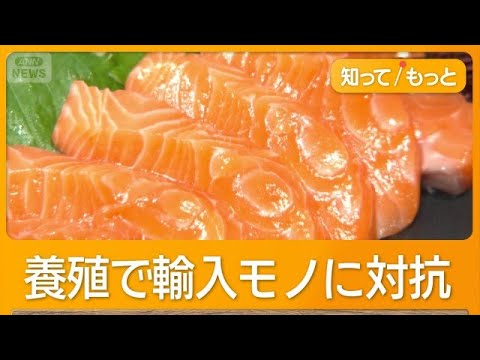国産養殖サーモンに熱い視線　輸入モノに対抗　価格は同水準に　海外企業も参入【知ってもっと】【グッド！モーニング】(2026年5月28日) thumbnail