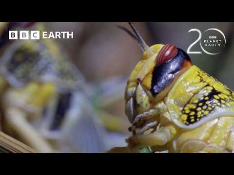 Breathtaking Moments from Planet Earth | 20 Years of Planet Earth | BBC Earth thumbnail