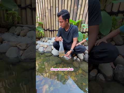POV LEPASIN IKAN KE DALAM SUNGAI BUATAN thumbnail