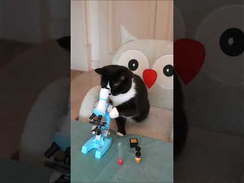 So uncomfortable! #exlittlebeans #funnyvideo #funnycats thumbnail