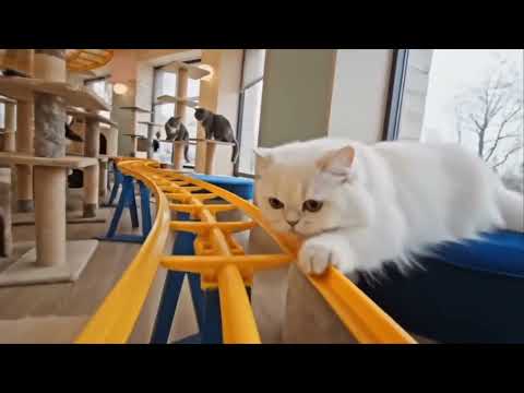 貓咪過山車素材來啦~#貓咪 #貓咪遊戲 #cat #catvideos  thumbnail