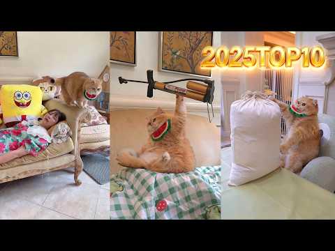 2025 TOP10 #exlittlebeans #funnycats #funnyvideo thumbnail