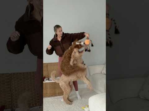 never a dull moment #dogs #dayinthelife thumbnail