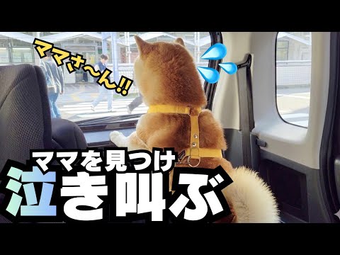 朝から出かけたママ＆娘を発見し…車の中から全力で鳴き叫ぶ柴犬 thumbnail