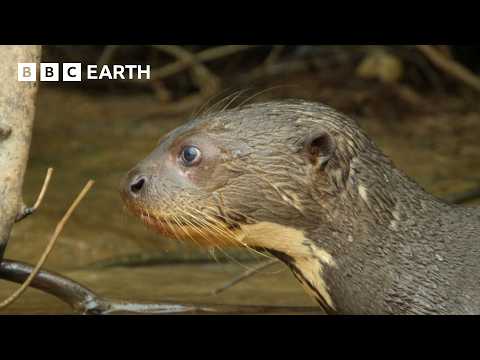 A Glimpse into the Lives of Otters | BBC Earth thumbnail