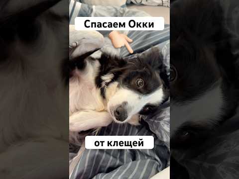 Таблетки от клещей сейчас не даем из-за аутоиммунного заболевания #окки #собака #бордерколли #треш thumbnail