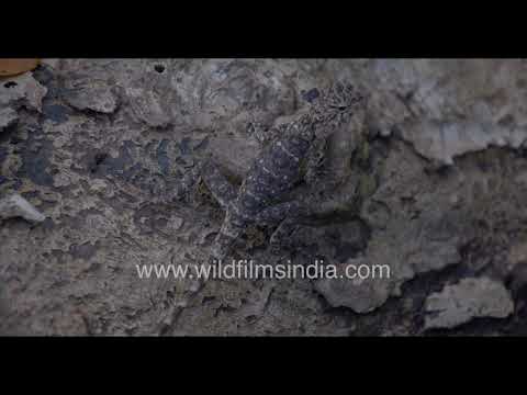 Southern Flying Lizard camouflaged on a tree trunk in Thattekad Bird Sanctuary thumbnail