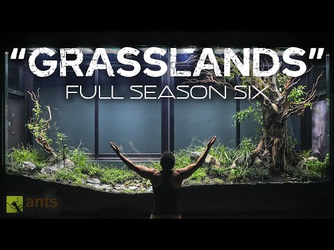 "Grasslands" Full Season Six Compilation - The AntsCanada Ecosystem Vivarium Series thumbnail