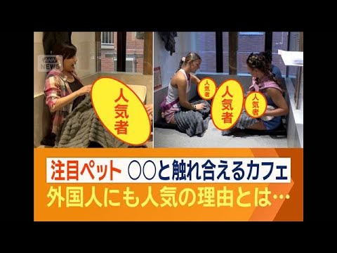 「マイクロブタ」と触れ合えるカフェ　外国人観光客にも人気　その魅力とは？【ワイド！スクランブル】(2026年5月29日) thumbnail