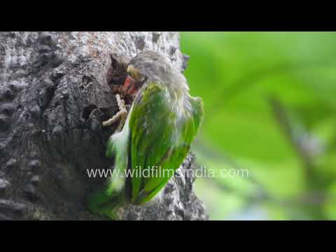 Brown-headed Barbet excavating a tree cavity for nesting thumbnail
