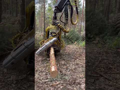 Insane Timberjack Harvester Cutting Down  Tree🌲🔥 #forest #johndeere #harvester #tree #forestry thumbnail