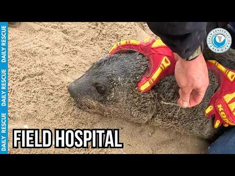 High-Speed Seal Rescue Field Hospital at the Beach thumbnail