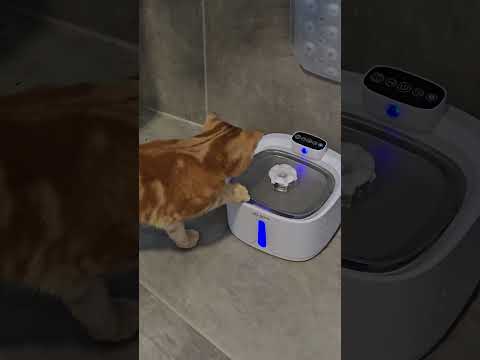 Der Chaos Kürbis schlägt zu! #katzen thumbnail