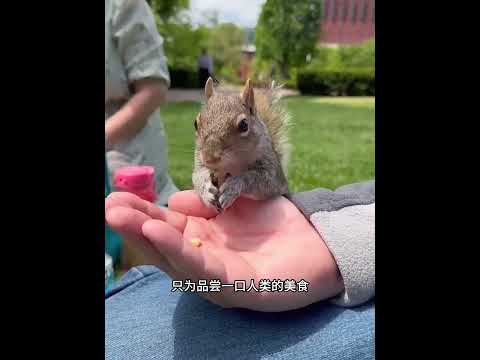 男子意外救助一只小生命，将其养大后，网友们惊呆了！ #animals #动物救助 #主人 #寵物友善日常 #pets #搞笑 #感人壹幕 #cute thumbnail