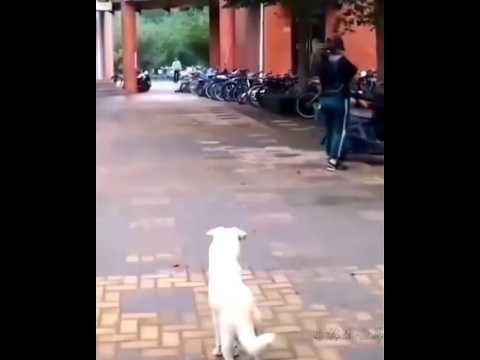 ?? 幼犬获领养，狗妈妈依依不舍含泪送别 ?? Heartbreaking Farewell: Mother Dog Says Goodbye to Adopted Puppy thumbnail
