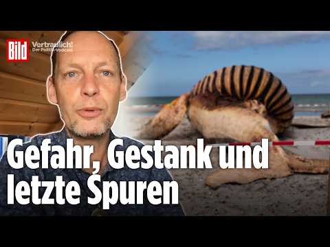 Wal-Experte Fabian Ritter: Das kann die Obduktion von Timmy noch verraten | Vertraulich-Clips thumbnail