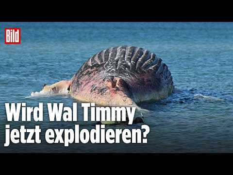 ? WAL TIMMY: Droht er JETZT zu explodieren? | LIVE vor der Küste von Anholt in Dänemark thumbnail