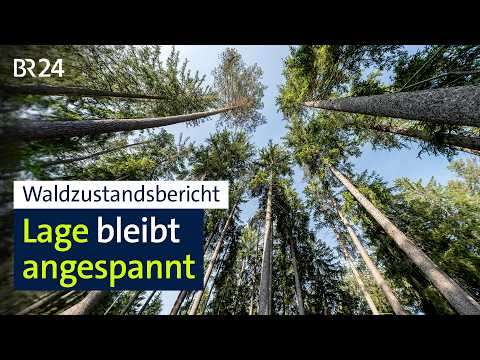 Aktueller Waldzustandsbericht vorgestellt | BR24 thumbnail